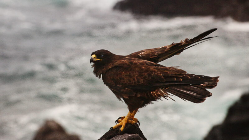 Galapagos 25.12 Espanola – Schildkröten, Albatrosse, Bussarde, Blow-holes und vieles mehr