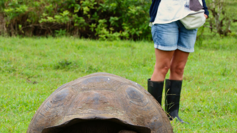 Galapagos 24.12 Feliz Navidad mit Schildkröten
