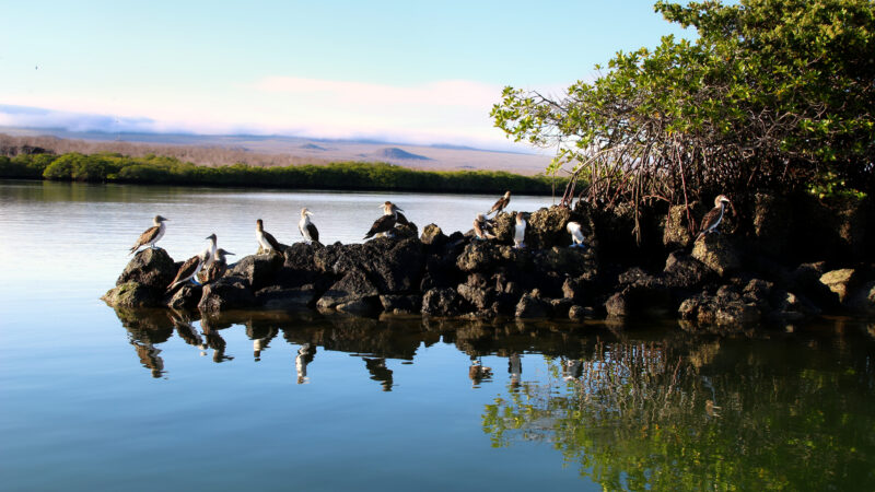 Galapagos 27.12 Mangroven und Abschied von der Angelito