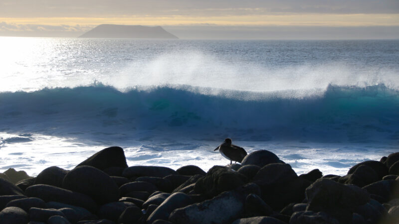 Galapagos 20.12 Galapagos wir kommen, erster Stopp North Seymour